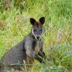 Wallabia bicolor (Swamp Wallaby) at Nelson, VIC - 10 Dec 2019 by MB