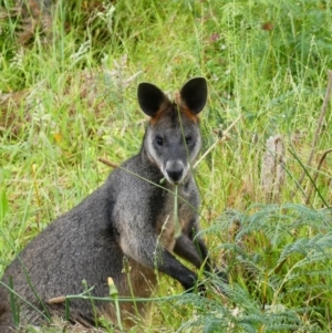 Wallabia bicolor (Swamp Wallaby) at Nelson, VIC by MB