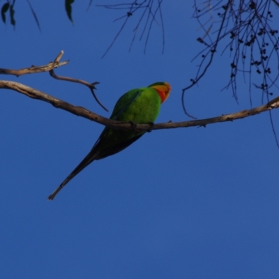 Polytelis swainsonii (Superb Parrot) at Amaroo, ACT - 23 Jul 2024 by betchern0t