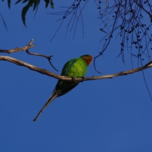 Polytelis swainsonii at Amaroo, ACT - suppressed