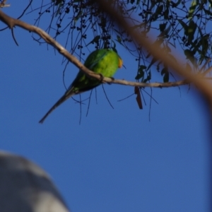 Polytelis swainsonii at Amaroo, ACT - 23 Jul 2024