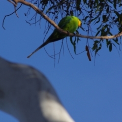 Polytelis swainsonii at Amaroo, ACT - suppressed