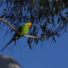 Polytelis swainsonii at Amaroo, ACT - 23 Jul 2024