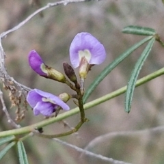 Glycine clandestina (Twining Glycine) at Goulburn, NSW - 24 Jul 2024 by trevorpreston