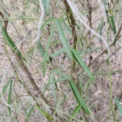 Glycine clandestina at Goulburn, NSW - 24 Jul 2024