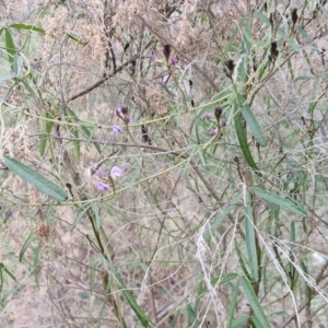 Glycine clandestina at Goulburn, NSW - 24 Jul 2024