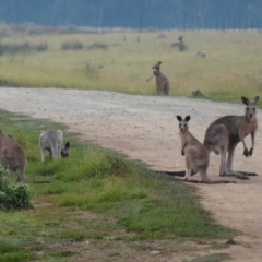 Macropus giganteus (Eastern Grey Kangaroo) at Geehi, NSW - 19 Dec 2019 by MB