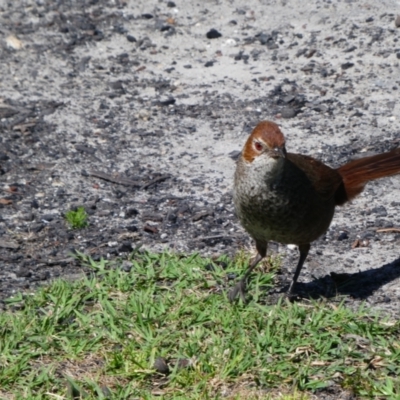 Dasyornis broadbenti (Rufous Bristlebird) at Nelson, VIC - 8 Dec 2019 by MB