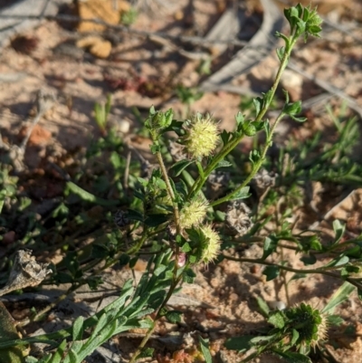 Calotis hispidula (Hairy Burr-daisy) at Wee Waa, NSW - 24 Jul 2024 by MattM