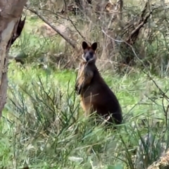 Wallabia bicolor (Swamp Wallaby) at Goulburn, NSW - 24 Jul 2024 by trevorpreston