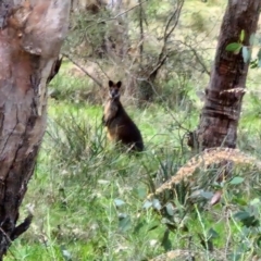 Wallabia bicolor at Goulburn, NSW - 24 Jul 2024