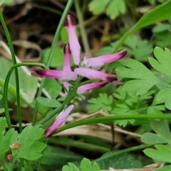 Fumaria muralis subsp. muralis (Wall Fumitory) at Goulburn, NSW - 24 Jul 2024 by trevorpreston