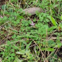 Fumaria muralis subsp. muralis at Goulburn, NSW - 24 Jul 2024