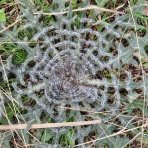 Cirsium vulgare at Goulburn, NSW - 24 Jul 2024