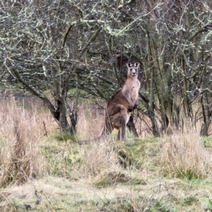 Macropus giganteus at Goulburn, NSW - 24 Jul 2024