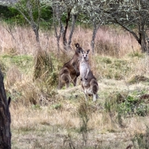 Macropus giganteus at Goulburn, NSW - 24 Jul 2024