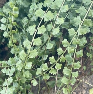 Asplenium flabellifolium at Chapman, ACT - 24 Jul 2024 05:16 PM