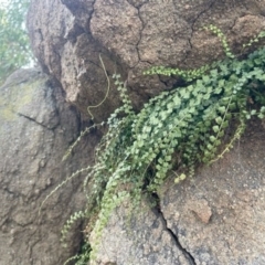 Asplenium flabellifolium at Chapman, ACT - 24 Jul 2024