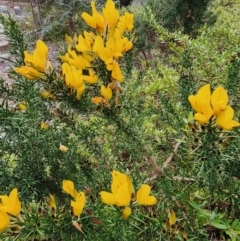 Ulex europaeus (Gorse) at Parkes, ACT - 24 Jul 2024 by JediNME