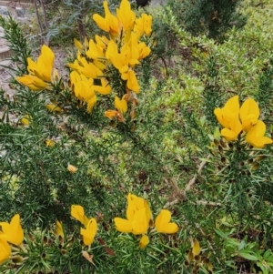 Ulex europaeus at Parkes, ACT - 24 Jul 2024 04:16 PM