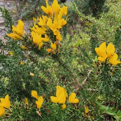 Ulex europaeus (Gorse) at Parkes, ACT - 24 Jul 2024 by JediNME