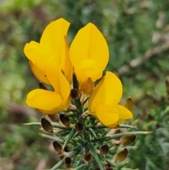 Ulex europaeus at Parkes, ACT - 24 Jul 2024 04:16 PM