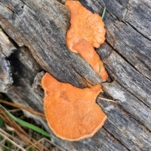 Trametes (old Pycnoporus sp.) at Goulburn, NSW - 24 Jul 2024