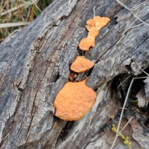 Trametes (old Pycnoporus sp.) at Goulburn, NSW - 24 Jul 2024