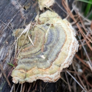 Trametes versicolor at Goulburn, NSW - 24 Jul 2024 04:17 PM