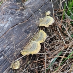 Trametes versicolor at Goulburn, NSW - 24 Jul 2024