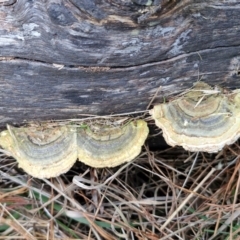 Trametes versicolor at Goulburn, NSW - 24 Jul 2024 04:17 PM