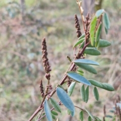 Indigofera australis subsp. australis (Australian Indigo) at Goulburn, NSW - 24 Jul 2024 by trevorpreston