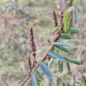 Indigofera australis subsp. australis at Goulburn, NSW - 24 Jul 2024 04:16 PM