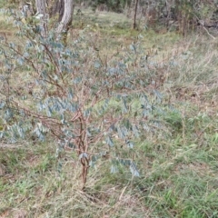 Indigofera australis subsp. australis at Goulburn, NSW - 24 Jul 2024 04:16 PM