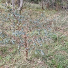 Indigofera australis subsp. australis at Goulburn, NSW - 24 Jul 2024 04:16 PM