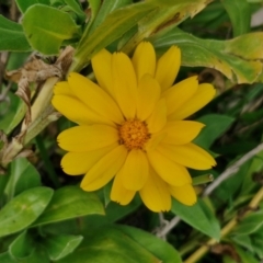 Calendula officinalis (English or Pot Marigold) at Goulburn, NSW - 24 Jul 2024 by trevorpreston