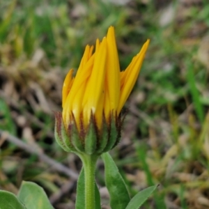 Calendula officinalis at Goulburn, NSW - 24 Jul 2024 04:15 PM