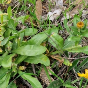 Calendula officinalis at Goulburn, NSW - 24 Jul 2024 04:15 PM