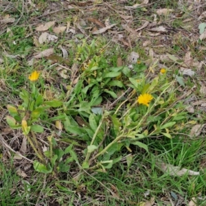 Calendula officinalis at Goulburn, NSW - 24 Jul 2024 04:15 PM