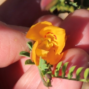 Petalostylis cassioides at Opalton, QLD - 24 Jul 2024 02:47 PM