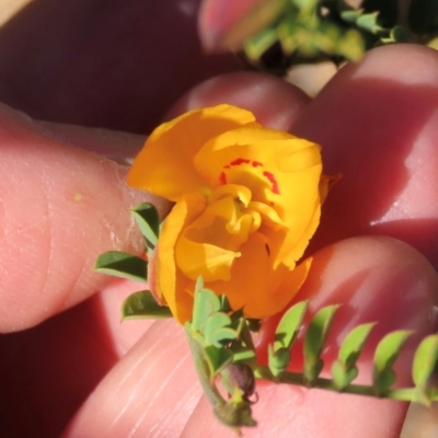 Petalostylis cassioides at Opalton, QLD - 24 Jul 2024 by lbradley