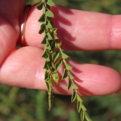 Petalostylis cassioides at Opalton, QLD - 24 Jul 2024 02:47 PM