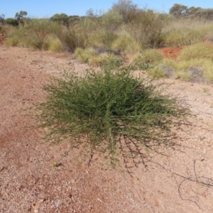 Petalostylis cassioides at Opalton, QLD - 24 Jul 2024 02:47 PM