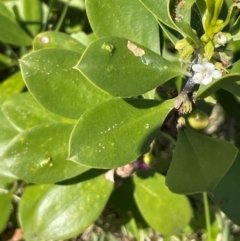 Myoporum boninense subsp. australe (Boobialla) at Jervis Bay, JBT - 20 Jul 2024 by Clarel