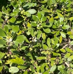 Myoporum boninense subsp. australe at Jervis Bay, JBT - 20 Jul 2024 11:09 AM