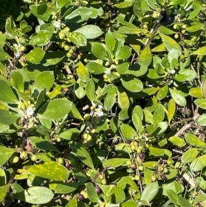 Myoporum boninense subsp. australe at Jervis Bay, JBT - 20 Jul 2024