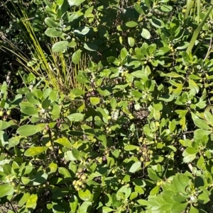 Myoporum boninense subsp. australe at Jervis Bay, JBT - 20 Jul 2024