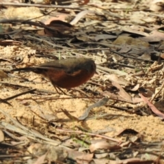 Origma solitaria (Rockwarbler) at Welby, NSW - 24 Jul 2024 by GlossyGal