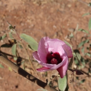 Gossypium australe at Opalton, QLD - 24 Jul 2024