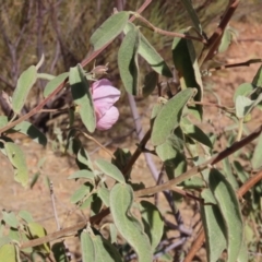 Gossypium australe at Opalton, QLD - 24 Jul 2024